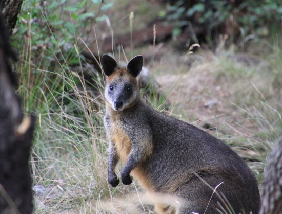 A shy swamp wallaby in the late afternoon at Oswin Roberts Reserve.