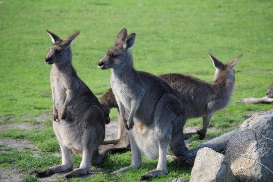 Pat the kangaroos at Maru Animal Park.
