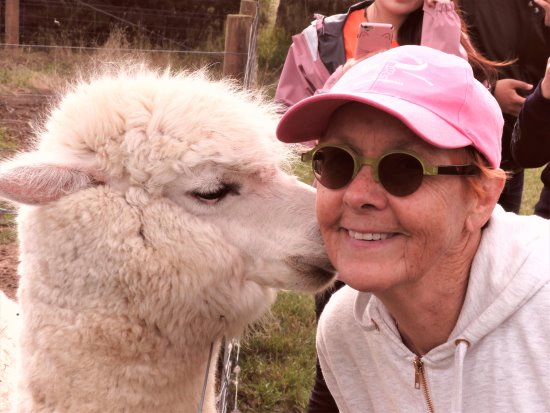 Get a kiss from an alpaca at Bimbadeen, Phillip Island