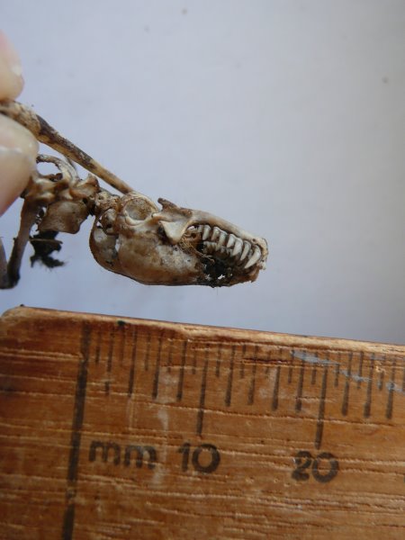Skeleton of an insect bat skull with ruler to show size. Skeleton of an insect bat skull showing teeth.