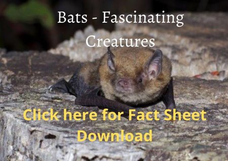 Photo of a Southern Forest Insect Bat overprinted with instruction to download.