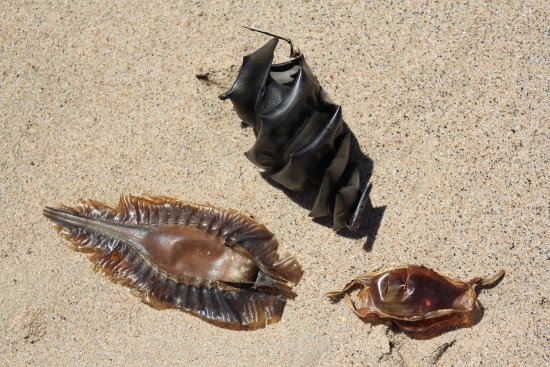 Shark egg cases found on local beaches. A selection of shark egg cases - Port Jackson, elephant and carpet shark cases.