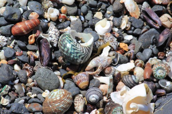 Shells found washed up along the tide line. A pile of sea shells found along the tide line.
