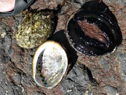 Abalone shell
