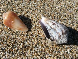 Anemone cone shells