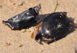 Carpet shark egg cases on the sand. Carpet shark egg case