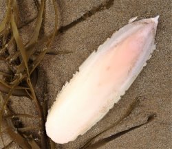 Cuttle bone on sand with seaweed. Cuttle bone