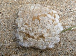 White Dicathais Orbita. Dicathais orbita (egg mass)