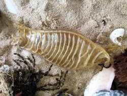 Draughtboard (or swell) shark egg case on the sand. Draughtboard shark egg case.