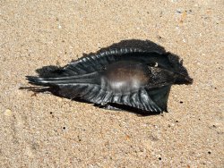Elephant shark egg case on the sand. Elephant shark egg case.