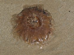 Jelly fish on sand. Jelly fish