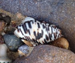 Lined cominella shell