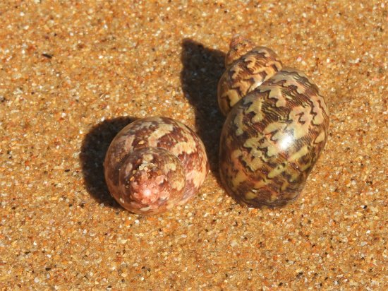 Two Painted Lady shells on the sand. Painted Lady shells.