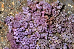 Pink Dicathais Orbita. Pink egg mass - dicathais orbita.