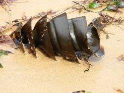 Port Jackson shark egg case on the sand with seaweed. Port Jackson shark egg case.
