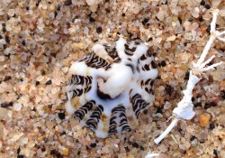 Ribbed limpet shell