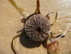 Sea urchin case on the sand with piece of seaweed. Sea urchin case