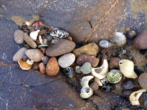Shell drift caught among rocks on the beach