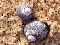 Two Top Shells on the sand. Top Shells on the beach.