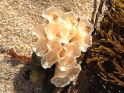 Cream-coloured Tulip Shell. Tulip shell