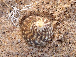 Warrener (Turban) shell on the beach.
