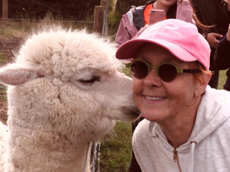 Get a kiss from an alpaca at Bimbadeen, Phillip Island.