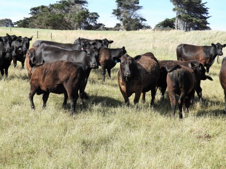 Black Angus cattle at Bimbadeen, Phillip Island