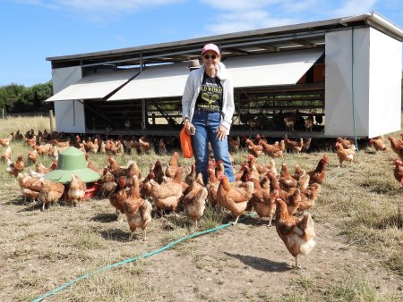 With Bimbadeen's Isa Brown free range hens