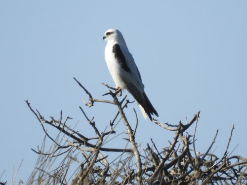Black shouldered kite surveys his domain at Cape Woolamai, Phillip Island.