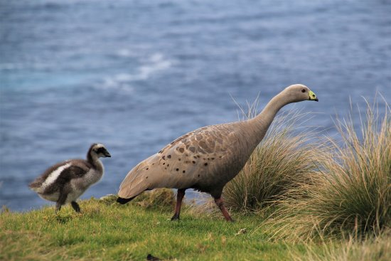 A Cape Barren goose with a chick. A Cape Barren goose with chick walking along the cliff top at Summerlands, Phillip Island.