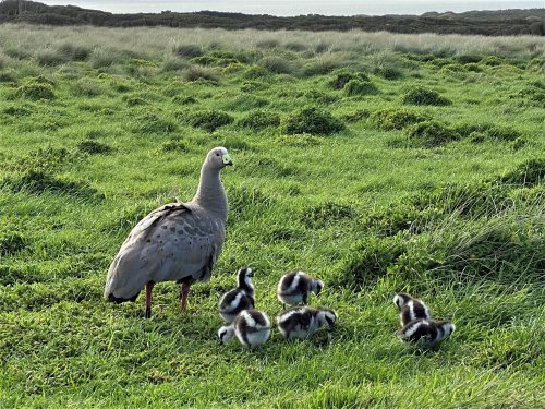 Cape Barren goose with its chicks on grasslands. Cape Barren goose with chicks at Summerlands, Phillip Island.