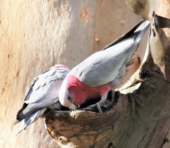 A pair of galahs prepare their nest at the Koala Conservation Reserve