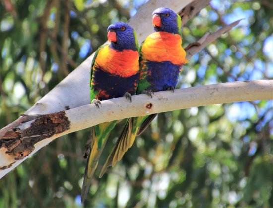 A pair of rainbow lorikeets sitting on a  branch in a eucalyptus tree.