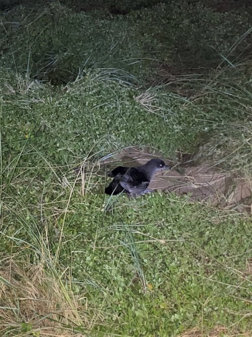 A Short-tailed shearwater returning to its burrow at nightfall. A short-tailed shearwater returning to the burrow on Phillip Island.