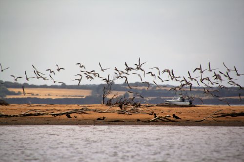 Migratory birds at The Nits, Rhyll Inlet