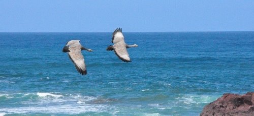 A pair of Cape Barren geese flying over Phillip Island.