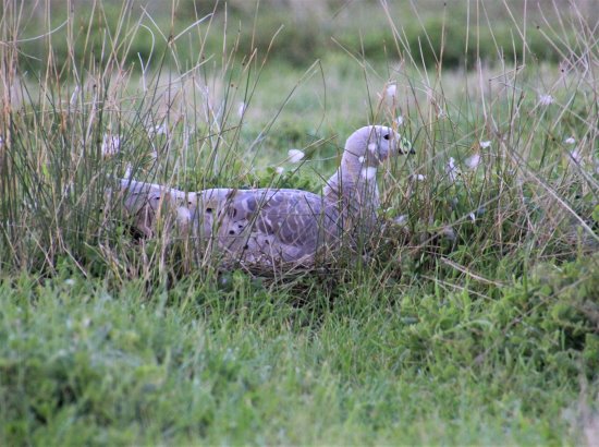 Nesting Cape Barren goose at Summerlands, Phillip Island.