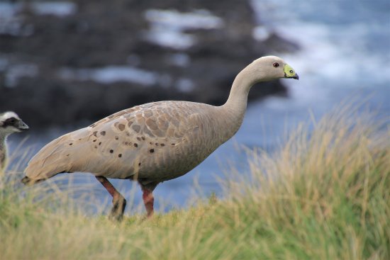 Adult Cape Barren goose at Summerlands, Phillip Island.