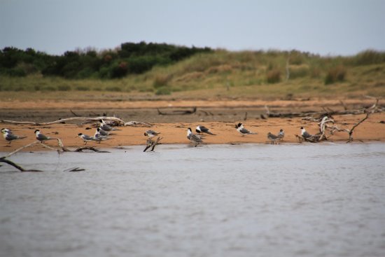 Migratory birds on The Nits, Rhyll Inlet, Phillip Island.