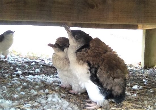 Penguins during the moulting season taking shelter underneath The Nobbies boardwalk.