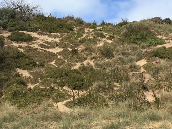 Paths of the litle penguin leading to their burrows from the beach, Phillip Island.