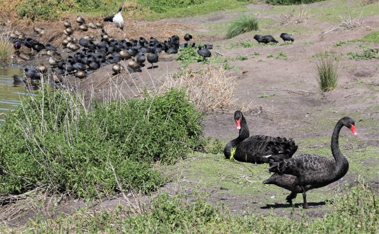 Plentiful bird life and fresh water made Swan Lake a popular spot for the Bunurong people on Phillip Island.