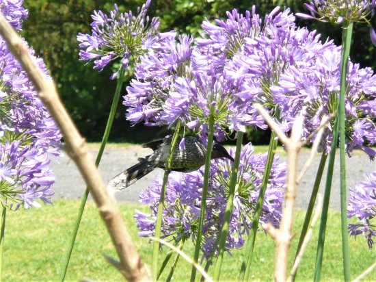 Little wattlebird feeding on agapanthus flower nectar in my Phillip Island garden.
