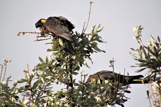 Yellow tailed black cockatoos in an acacia tree on Phillip Island.