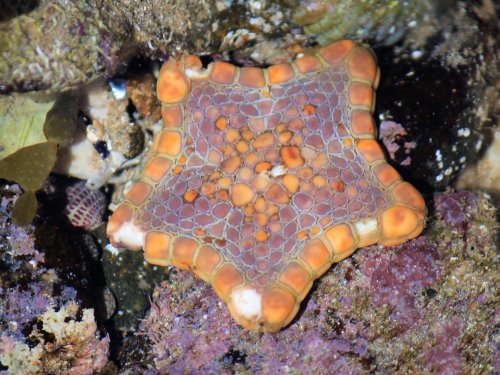 Biscuit sea star in rock pools at Phillip Island