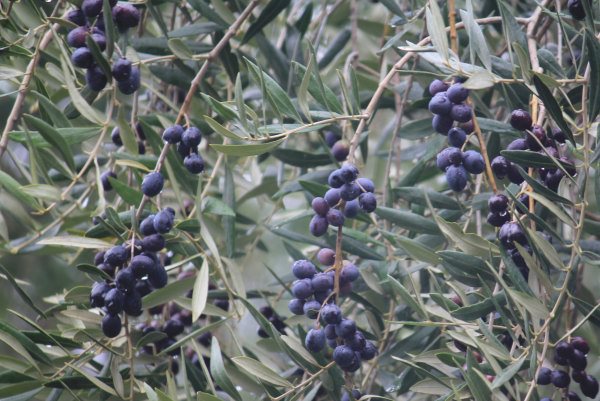 Black olives ready for picking at Kite Haven Olive Grove, Phillip Island