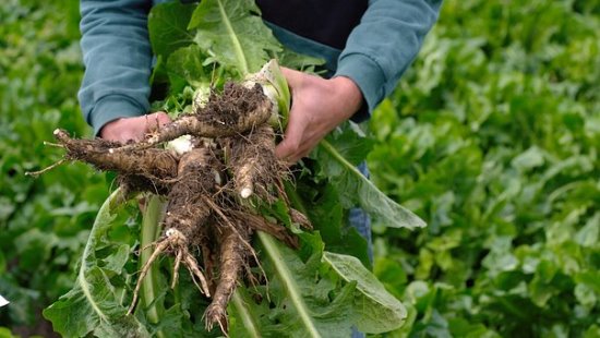 Farmer holding some chicory plants.