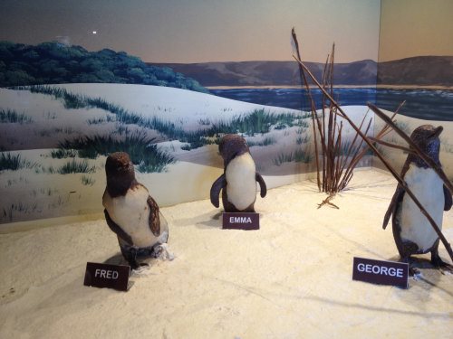 Display of chocolate penguins at Phillip Island Chocolate Factory
