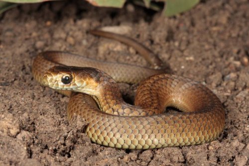 Copperhead snake - the only species found on Phillip Island.