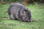 Wombat at Wilsons Promontory, Victoria